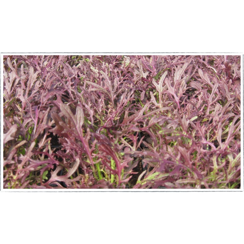 Mustard|Brassica junacea