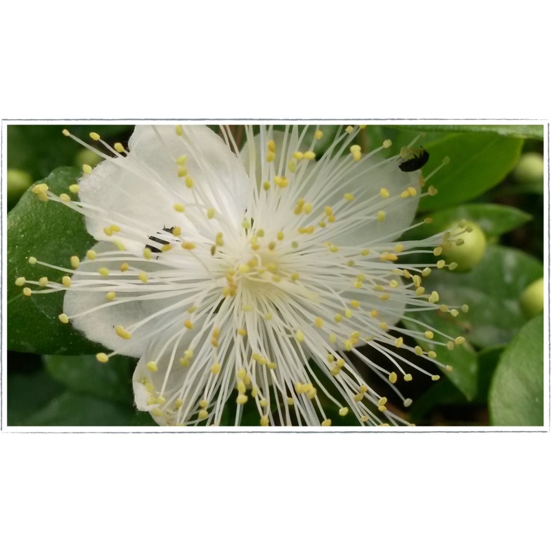 Myrtle|Myrtus communis