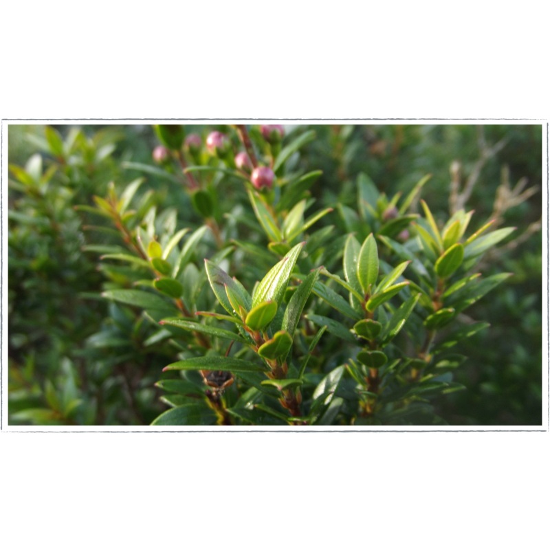 Myrtle – tarentina|Myrtus communis tarentina