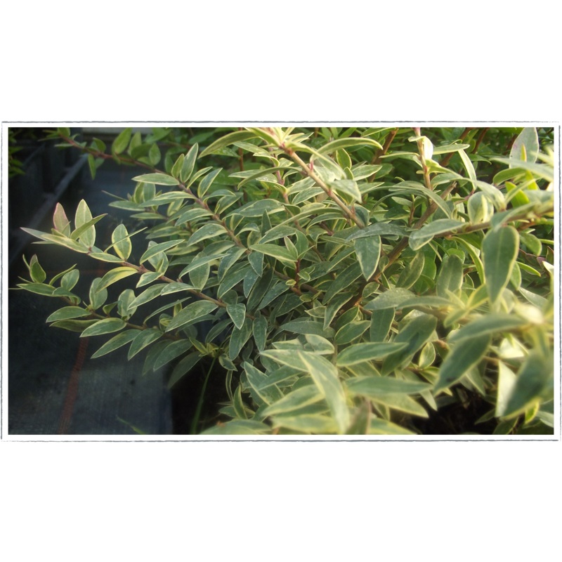 Myrtle – tarentina variegated|Myrtus communis tarentina variegata