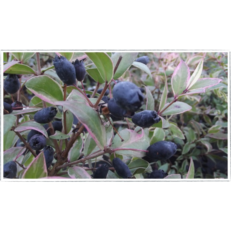 Myrtle – variegated|Myrtus communis variegata