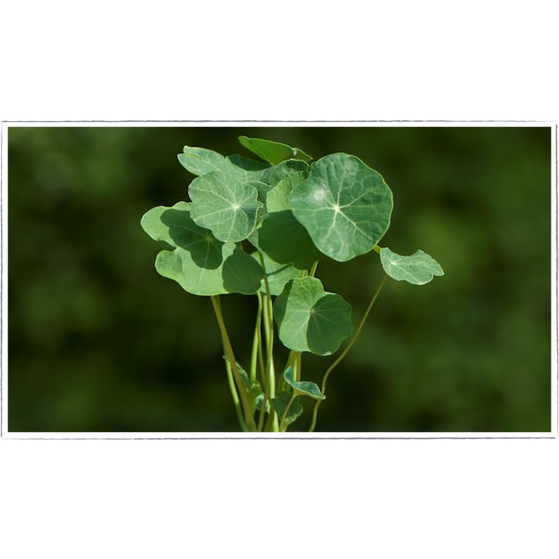 Nasturtium|Tropeaolum majus