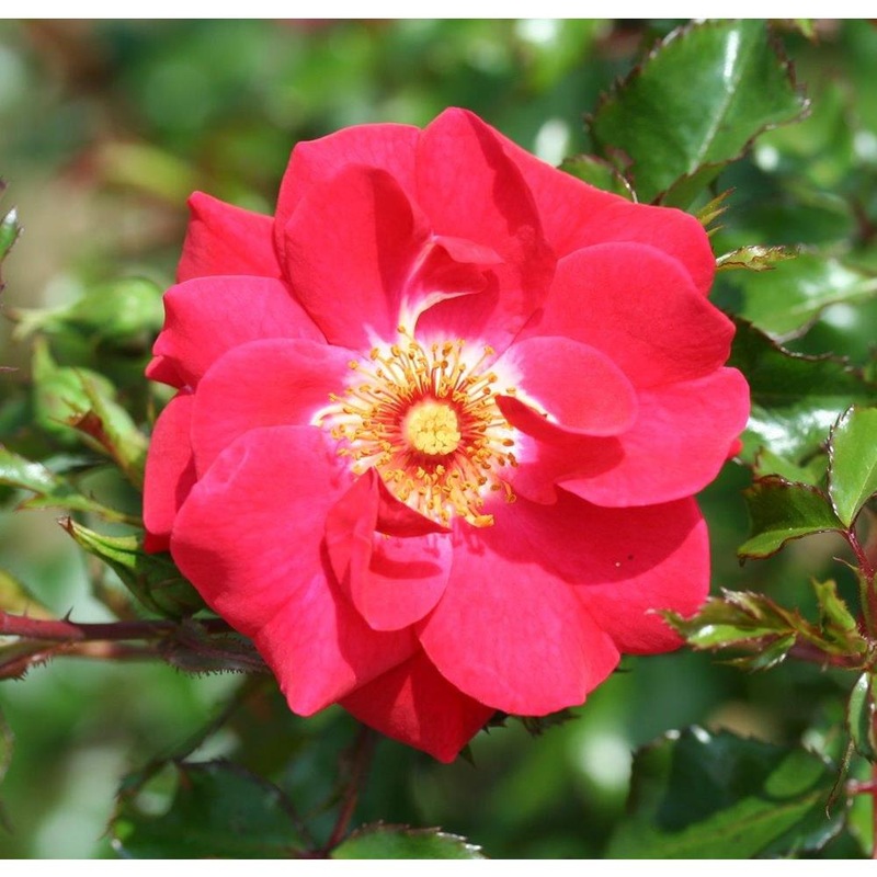 Olympic Flame Rose Red 4L