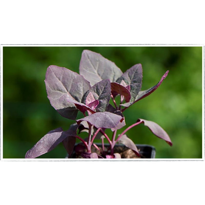 Orache – red|Atriplex hortensis