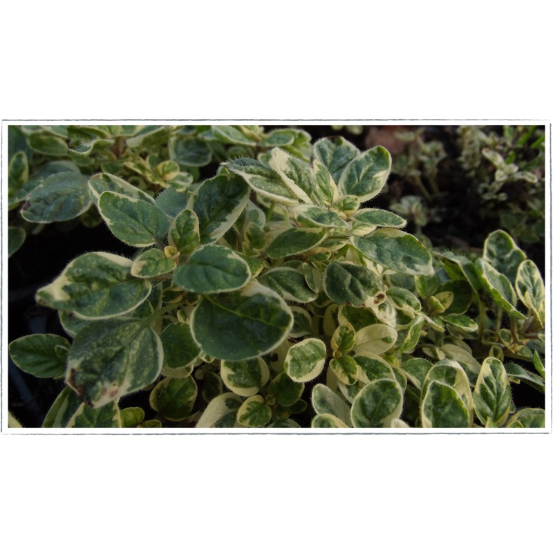 Oregano – country cream|Origanum vulgare