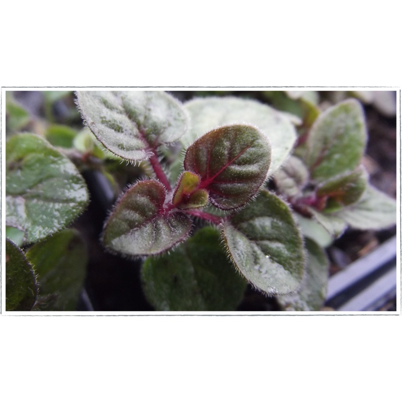 Oregano|Origanum vulgare ‘hirtum’