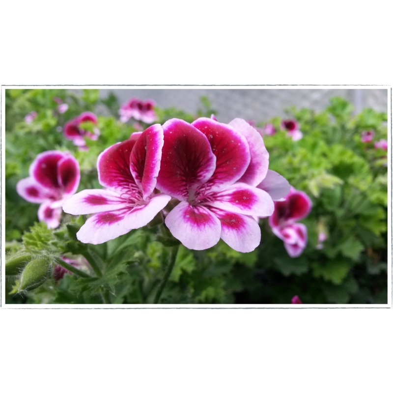 Pelargonium – scented geranium ‘angels perfume’