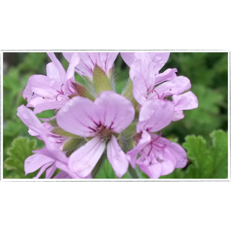 Pelargonium – scented geranium ‘attar of roses’