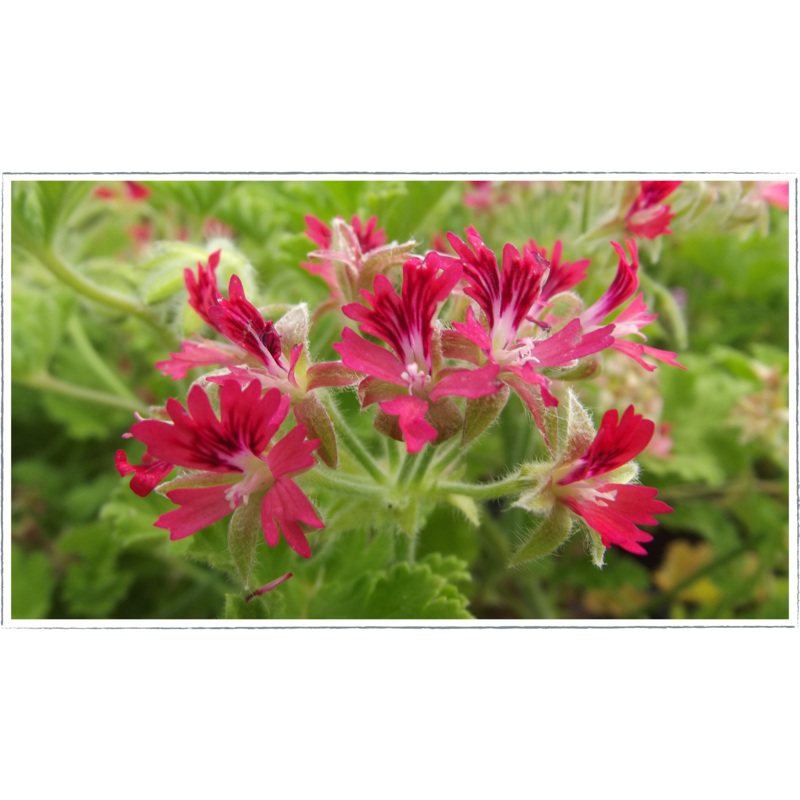 Pelargonium – scented geranium ‘hazelnut’