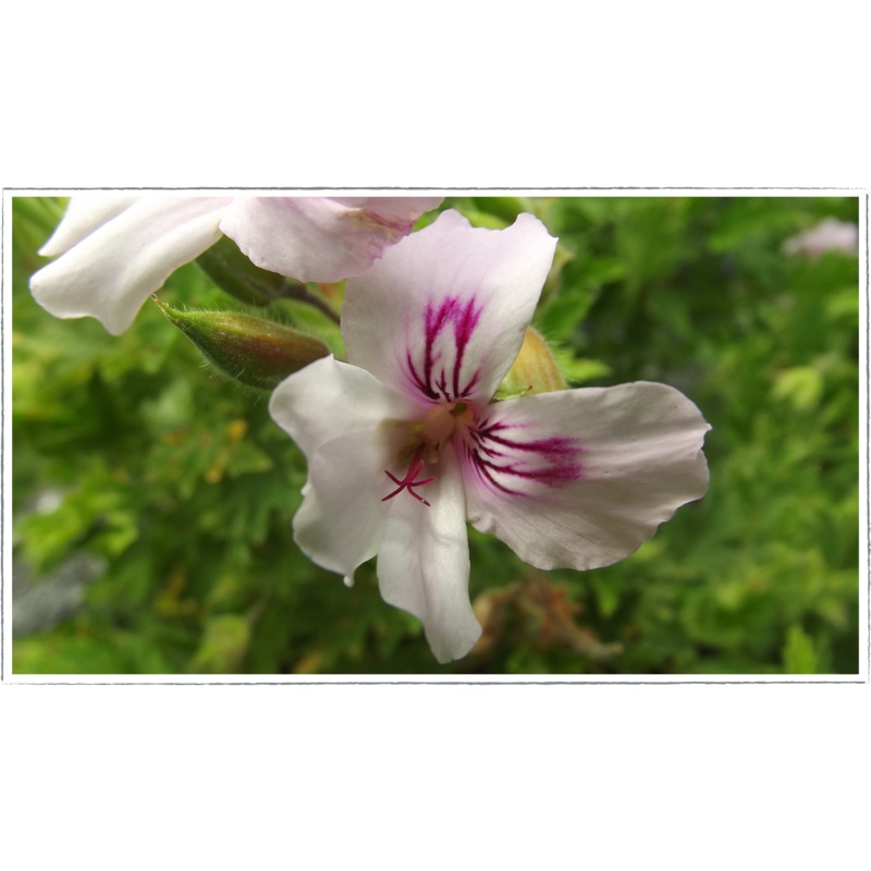 Pelargonium – scented geranium ‘lemon fancy’