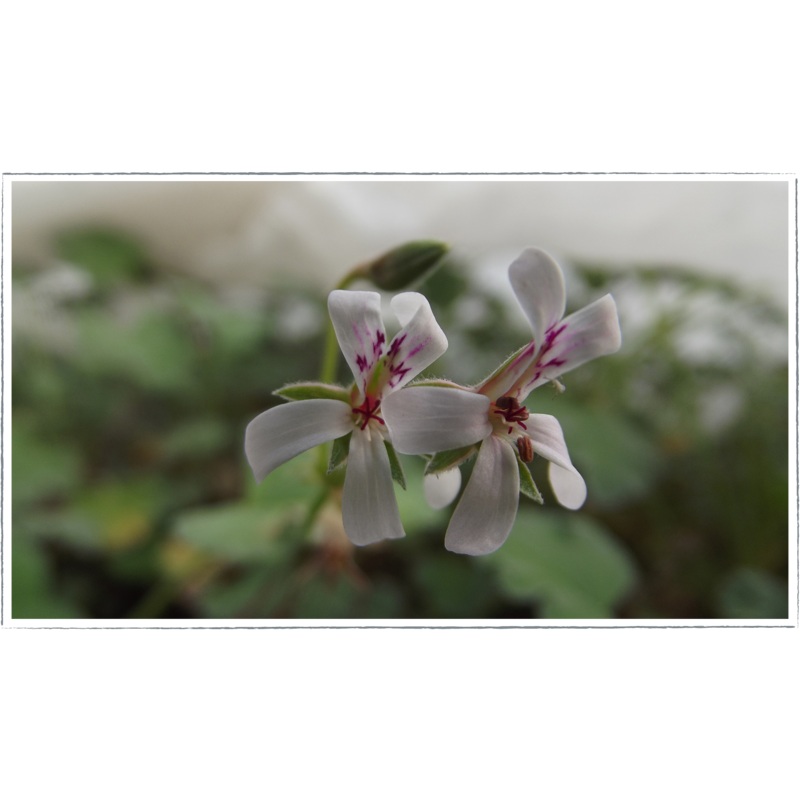 Pelargonium – scented geranium ‘nutmeg’