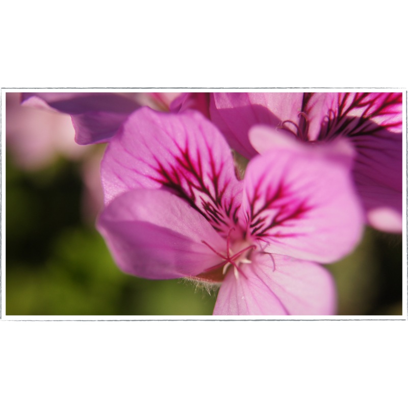 Pelargonium – scented geranium ‘orange fizz’