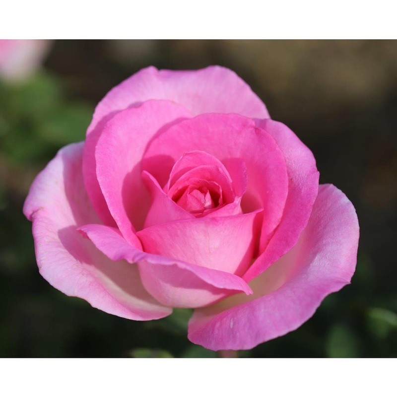 Pink Perfection 3L