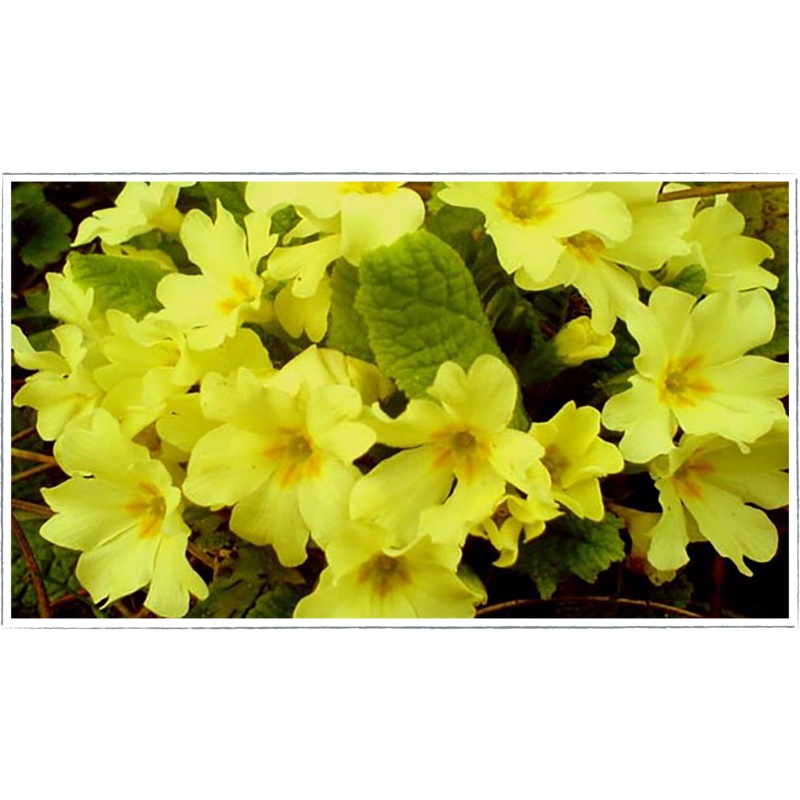 Primrose|Primula vulgaris