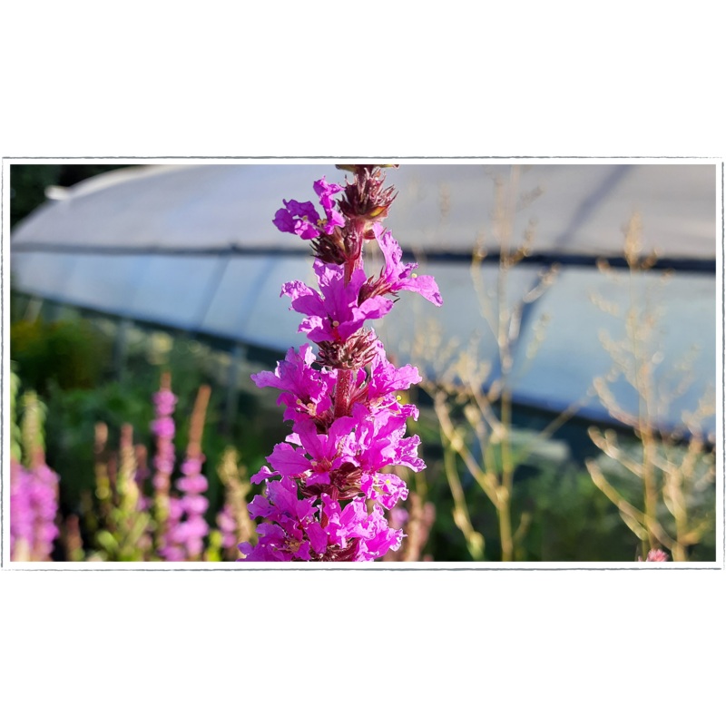 Purple loosestrife|Lythrum salicaria