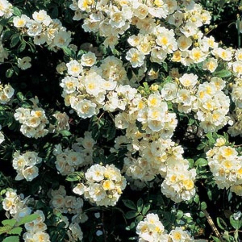 Rambling Rector Rose  4L