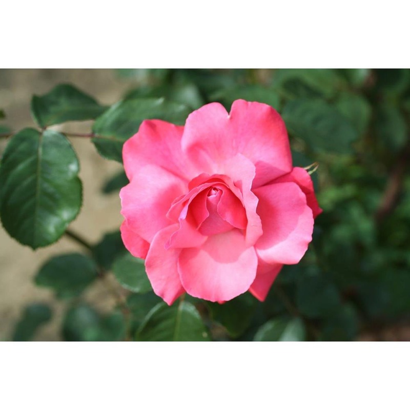 Rambling Rose Galway Bay 4L