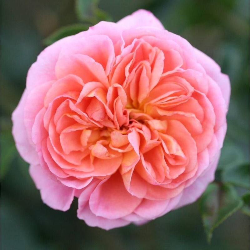 Rambling Rose Pirouette 4L