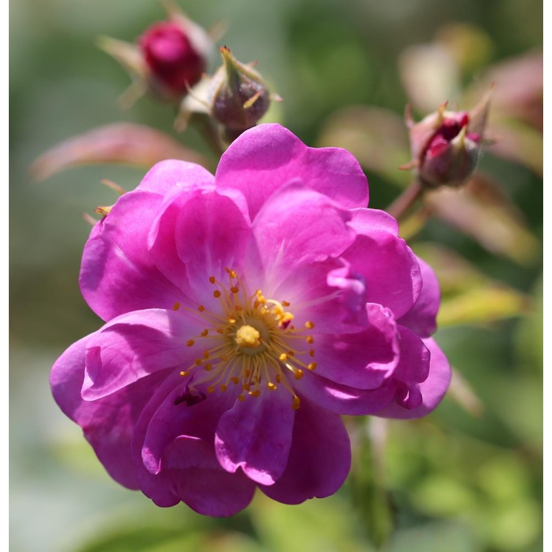 Rambling Rose Purple Skyliner  4L