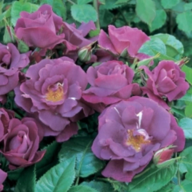Rhapsody In Blue 3L