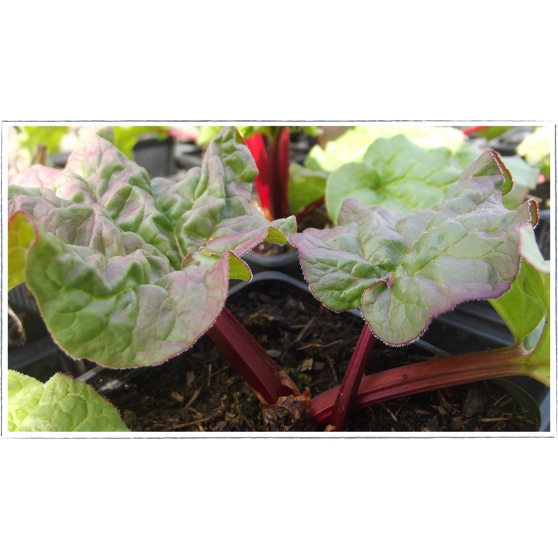 Rhubarb|Rheum rhubarbarum