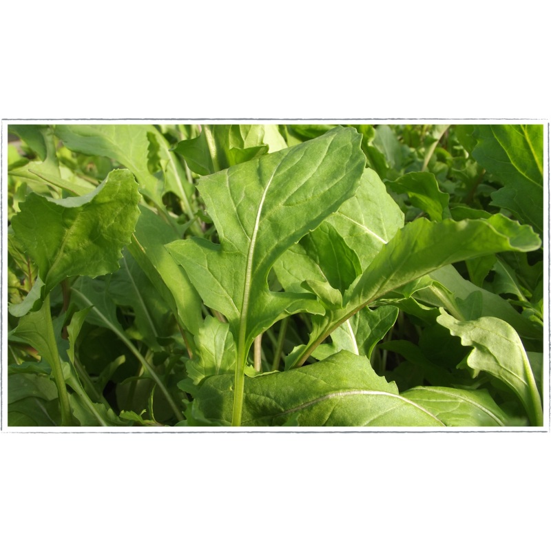 Rocket – salad|Eruca sativa
