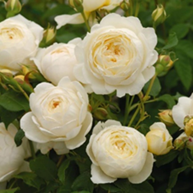 Rose Claire Austin 6L Climber