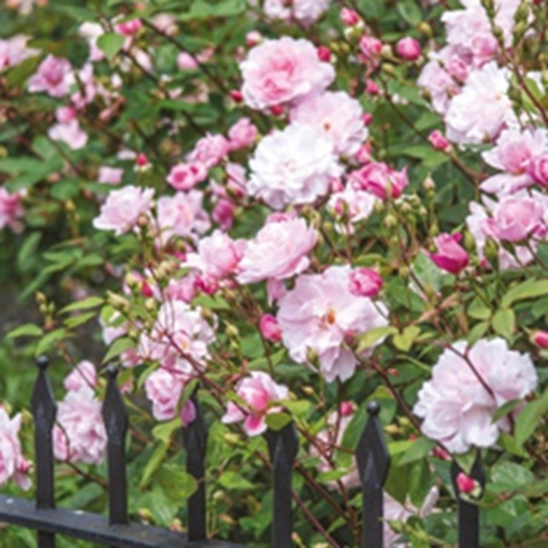 Rose Mary Delaney 6L Climber
