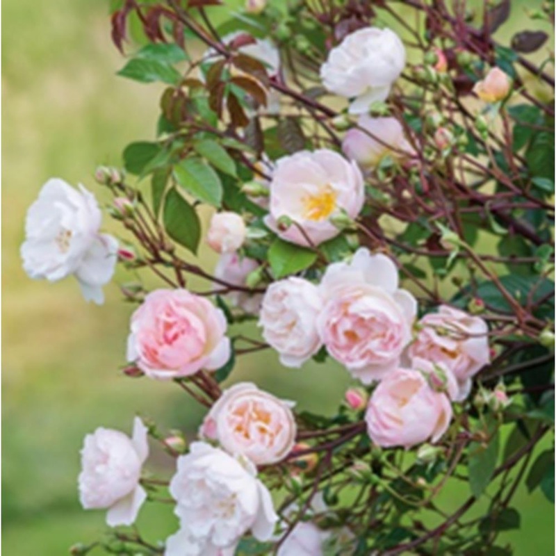 Rose The Lady Of The Lake Rambler 6L