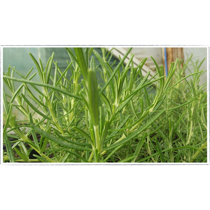Rosemary – ginger|Rosemary Officnalis Green ginger