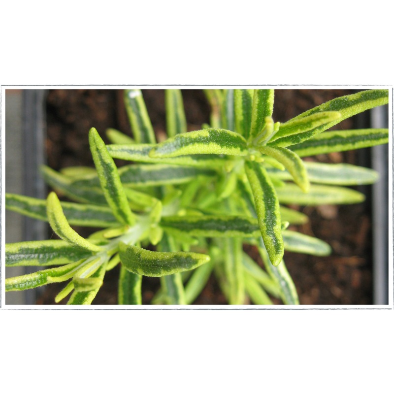 Rosemary – gold dust|Rosemarinus officinalis