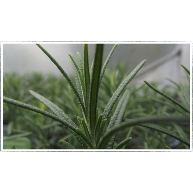 Rosemary – miss jessop|Rosemarinus officinalis