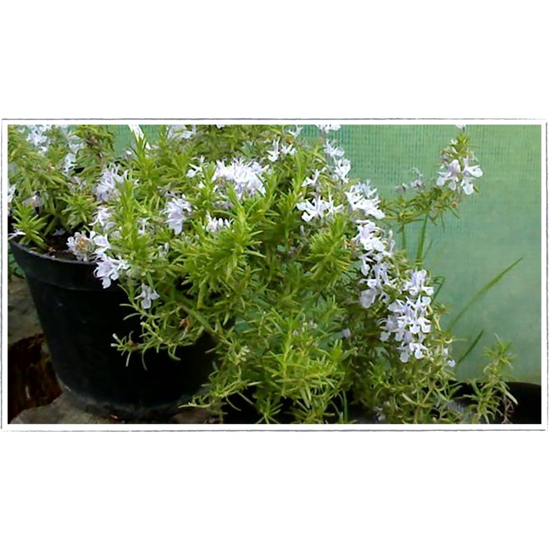Rosemary – prostrate|Rosemary officnalis prostrates