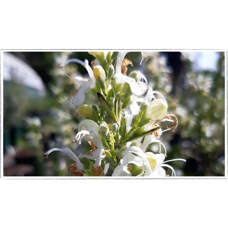 Rosemary  white|Rosemarinus officinalis albiflorus