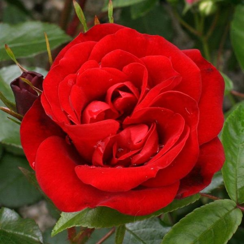 Ruby Anniversary 3L