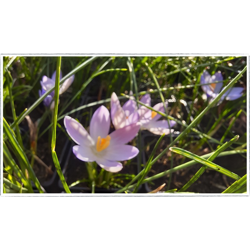 Saffron|Crocus sativus