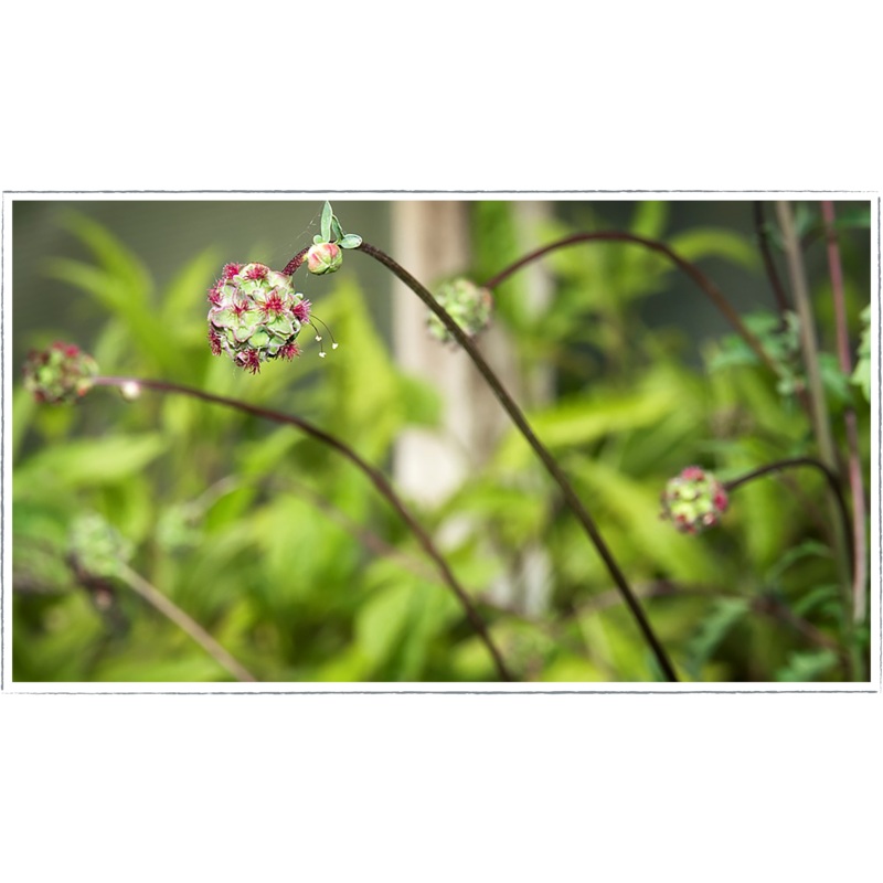 Salad burnet|Sanguisorba officinalis