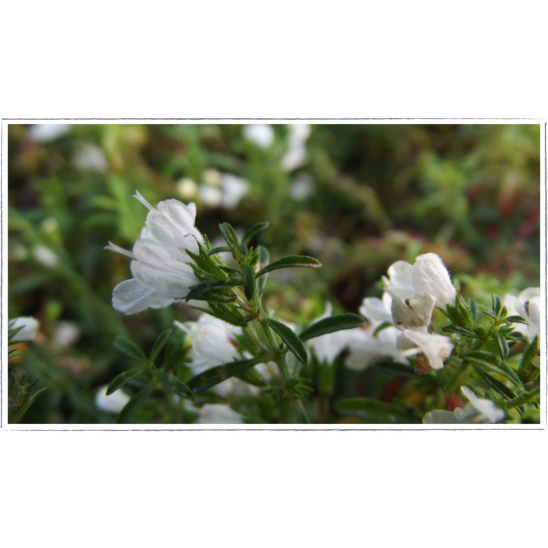 Savory – creeping|Satureja repandra