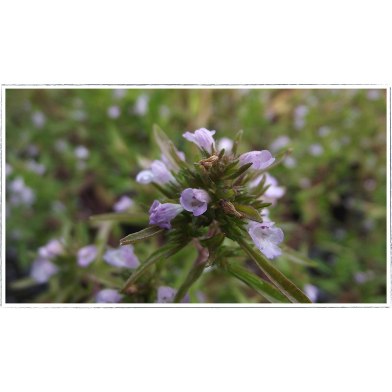 Savory – summer|Satureja hortensis