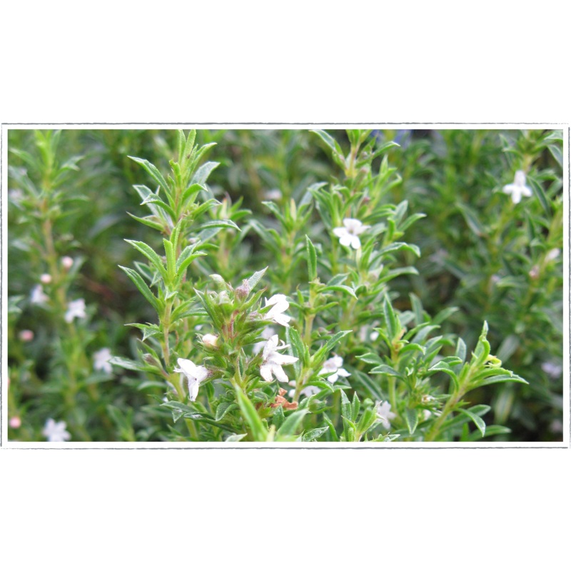 Savory – winter|Satureja montana