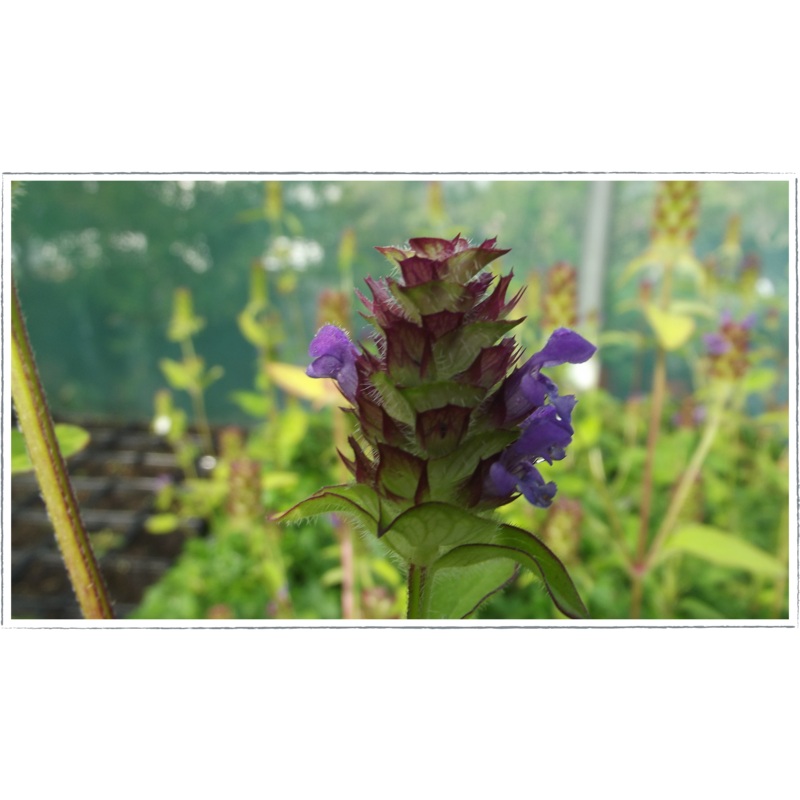 Self heal|Prunella vulgaris