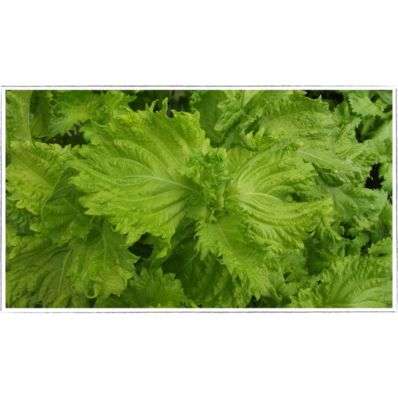 Shiso|Perilla frutescens