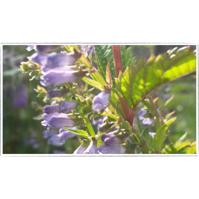 Skullcap|Scutellaria laterifolia