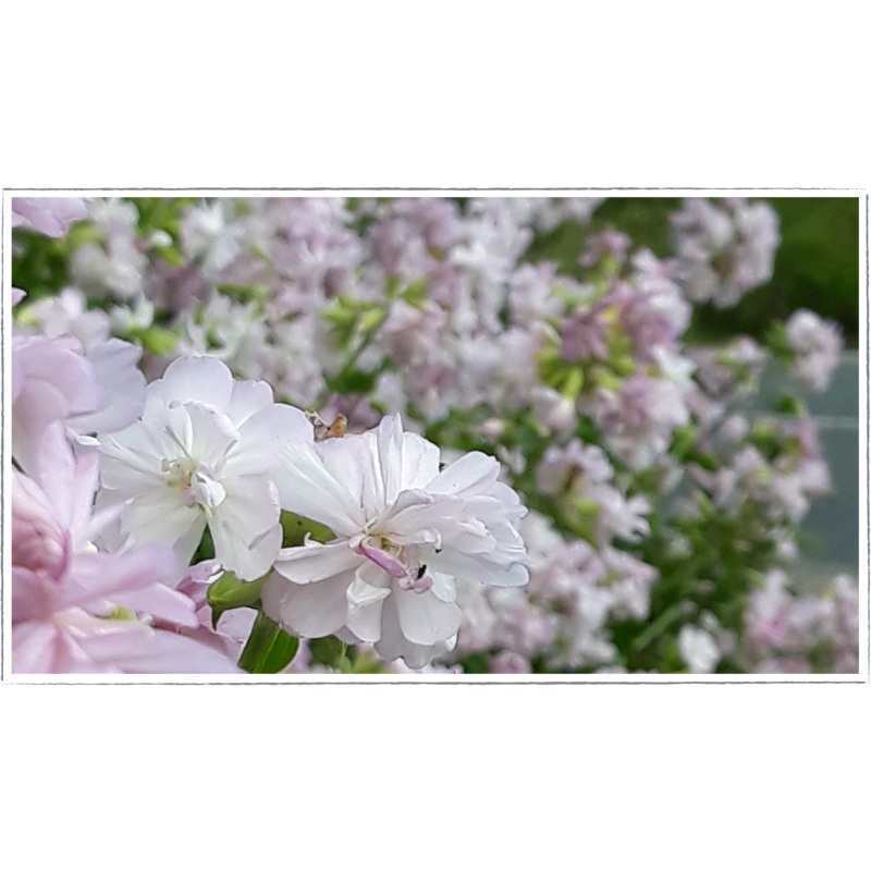 Soapwort|Saponaria officinalis