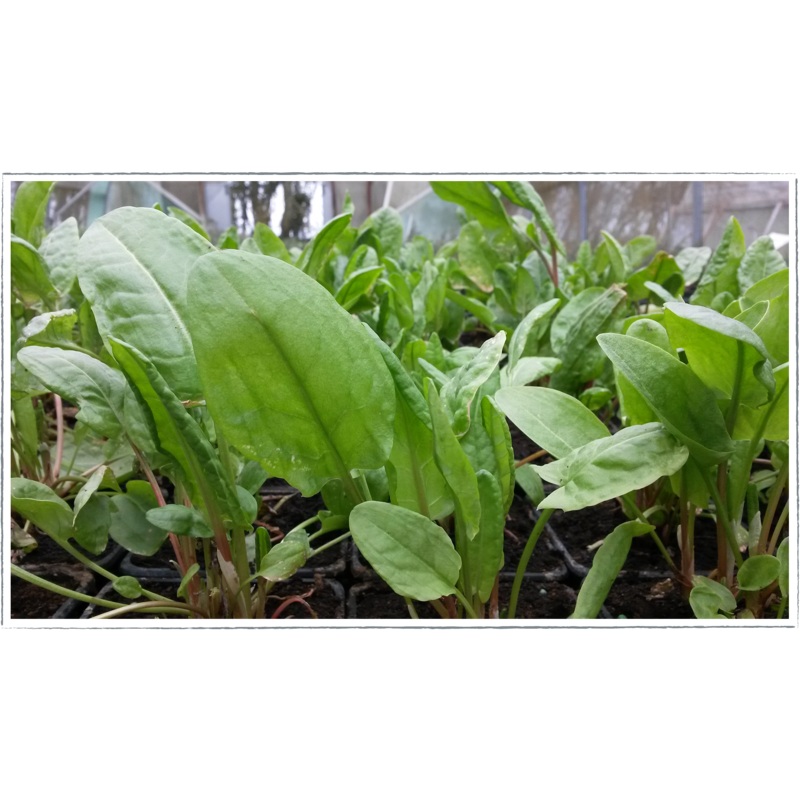 Sorrel – broad leaf|Rumex acetosa