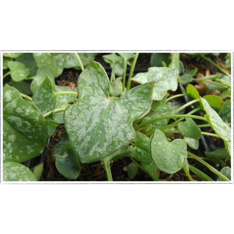 Sorrel – buckler leaf|Rumex scutatus