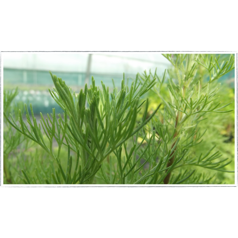 Southernwood|Artemisia abrotanum