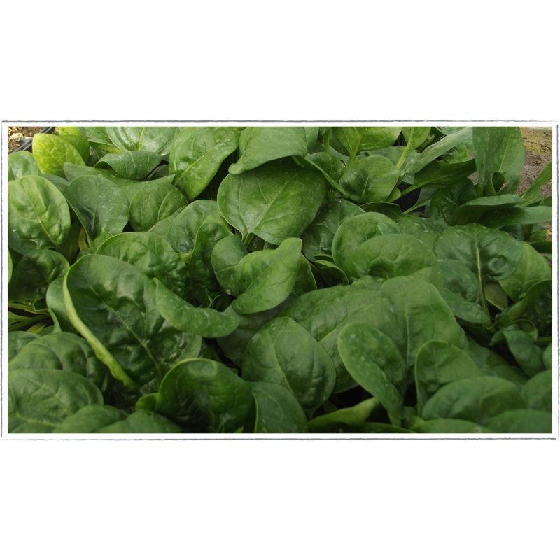Spinach|Spinacia oleracea