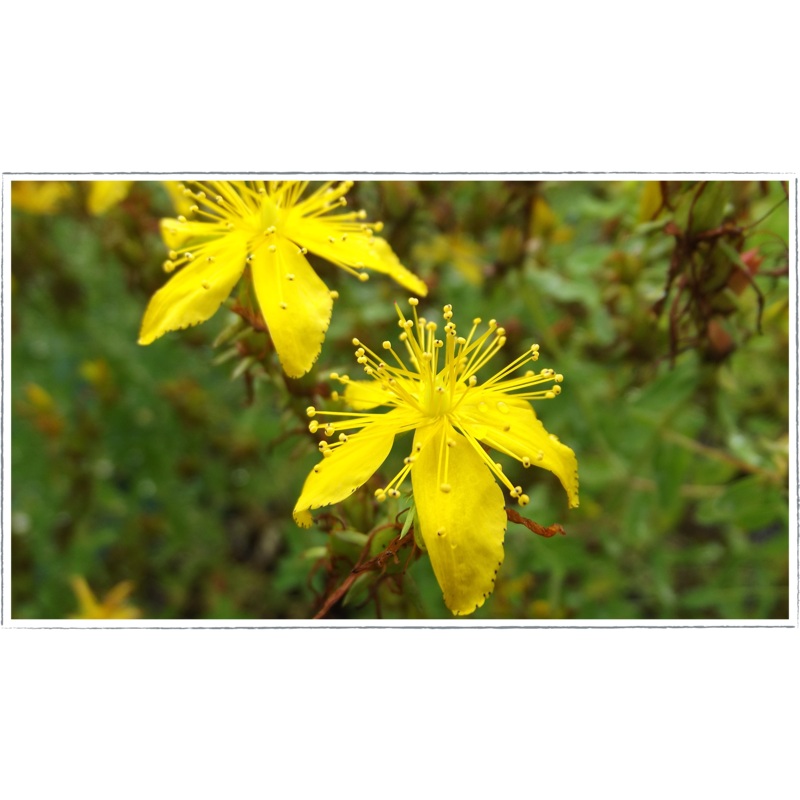 St. Johns wort|Hypericum perforatum