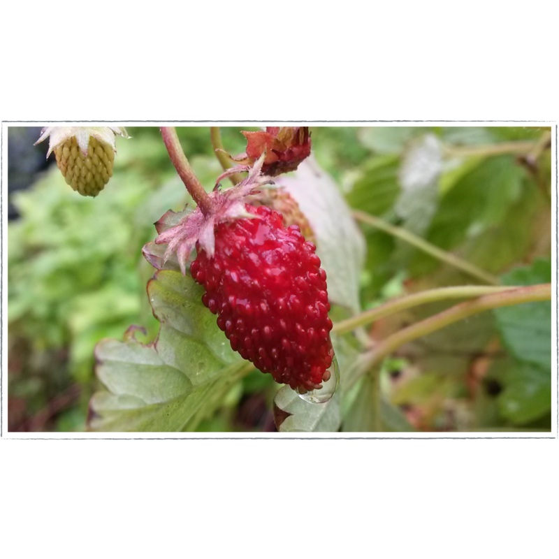 Strawberry – wild|Fragaria vesca